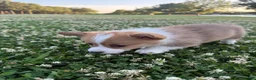 Welsh Corgi Pembroke dogs for sale: Welsh Corgi Pembroke Puppy 3 - Ad 6