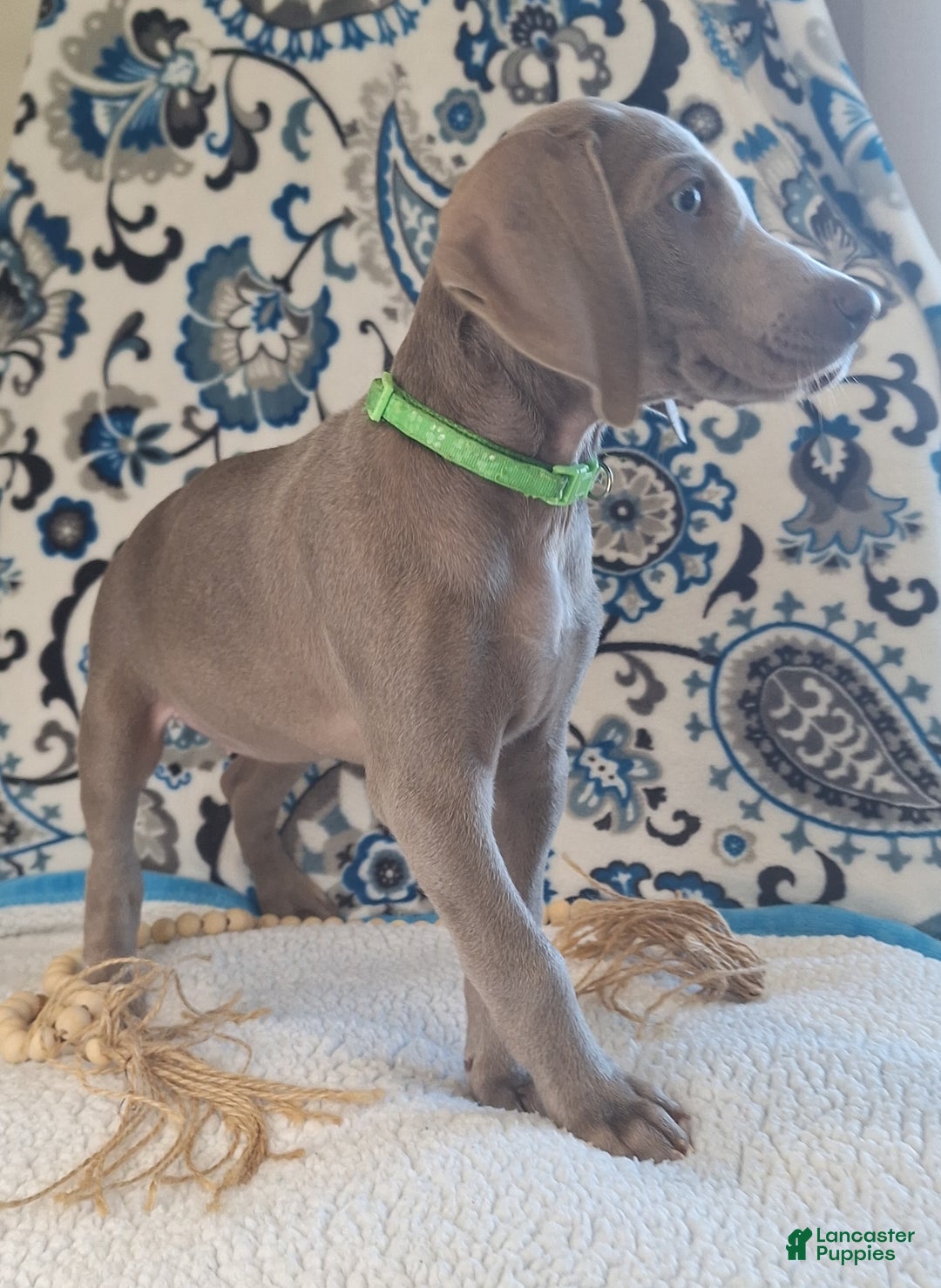 Weimaraner dogs for sale: Jess - Ad 2