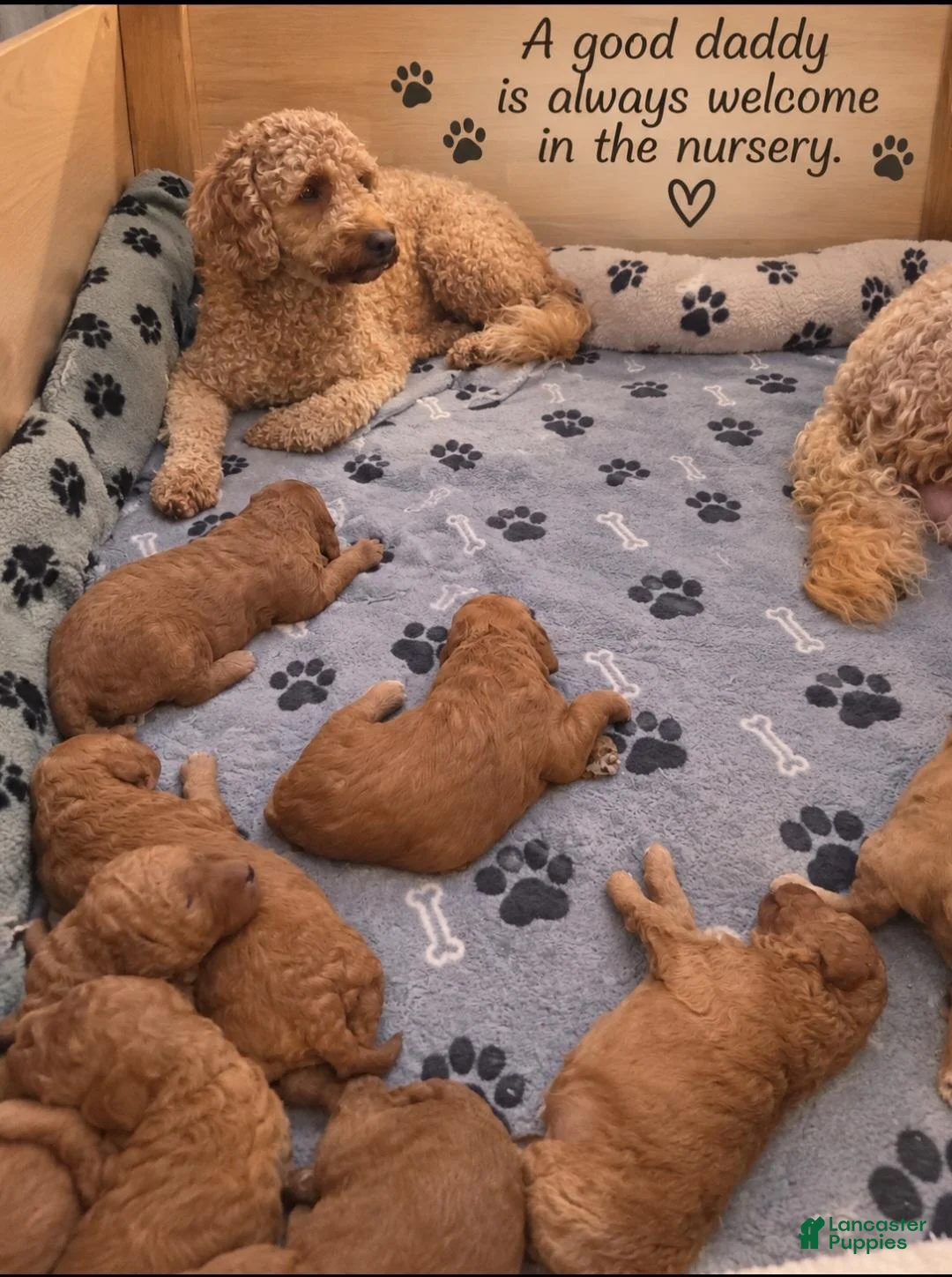 Goldendoodle dogs for sale: Black collar boy - Ad 11