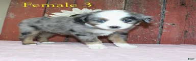 Miniature Australian Shepherd Puppy 4