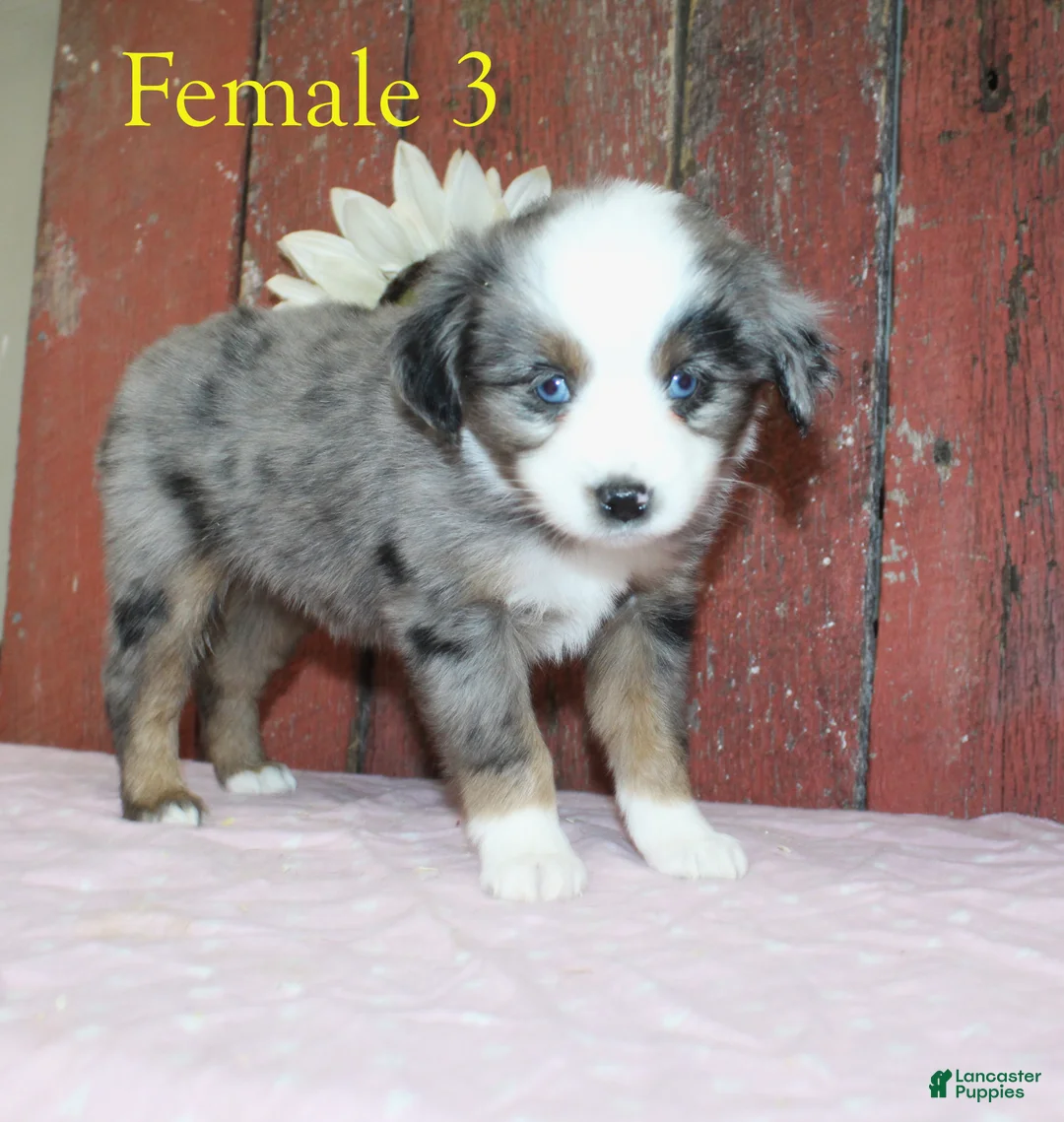 Miniature Australian Shepherd dogs for sale: Miniature Australian Shepherd Puppy 4 - Ad 1
