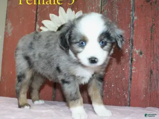 Miniature Australian Shepherd dogs Miniature Australian Shepherd Puppy 4 - Ad 8
