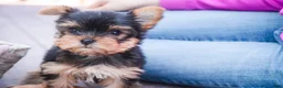 Yorkshire Terrier dogs for sale: Bitsy - Ad 8