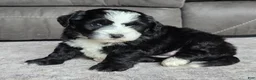 Mini Bernedoodle dogs for sale: Mini Clover - Ad 4