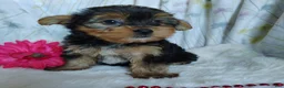 Yorkshire Terrier dogs for sale: June bug - Ad 5