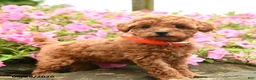 Miniature Poodle dogs for sale: Strawberry - Ad 1