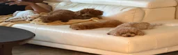 Toy Poodle dogs for sale: Toy Poodle 4 Cherry - Ad 7