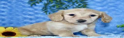 Miniature Dachshund dogs for sale: Zalena - Ad 5