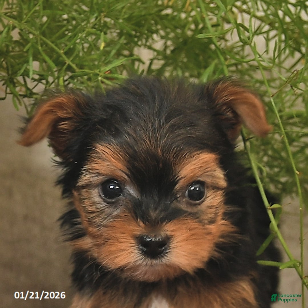 Yorkshire Terrier dogs for sale: Sunshine  - Ad 5