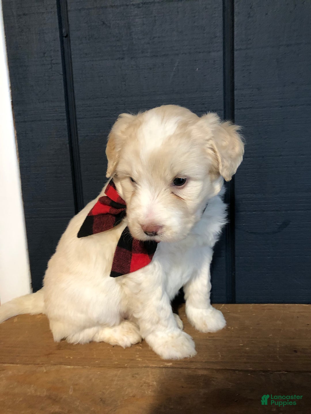 Aussiedoodle dogs for sale: North - Ad 2