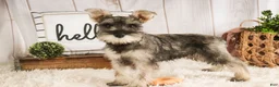 Miniature Schnauzer dogs for sale: Maggie - Ad 5