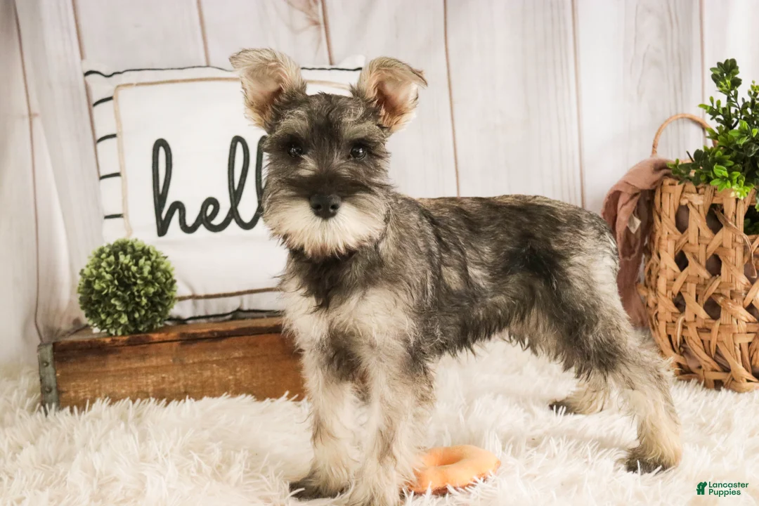 Miniature Schnauzer dogs for sale: Maggie - Ad 5