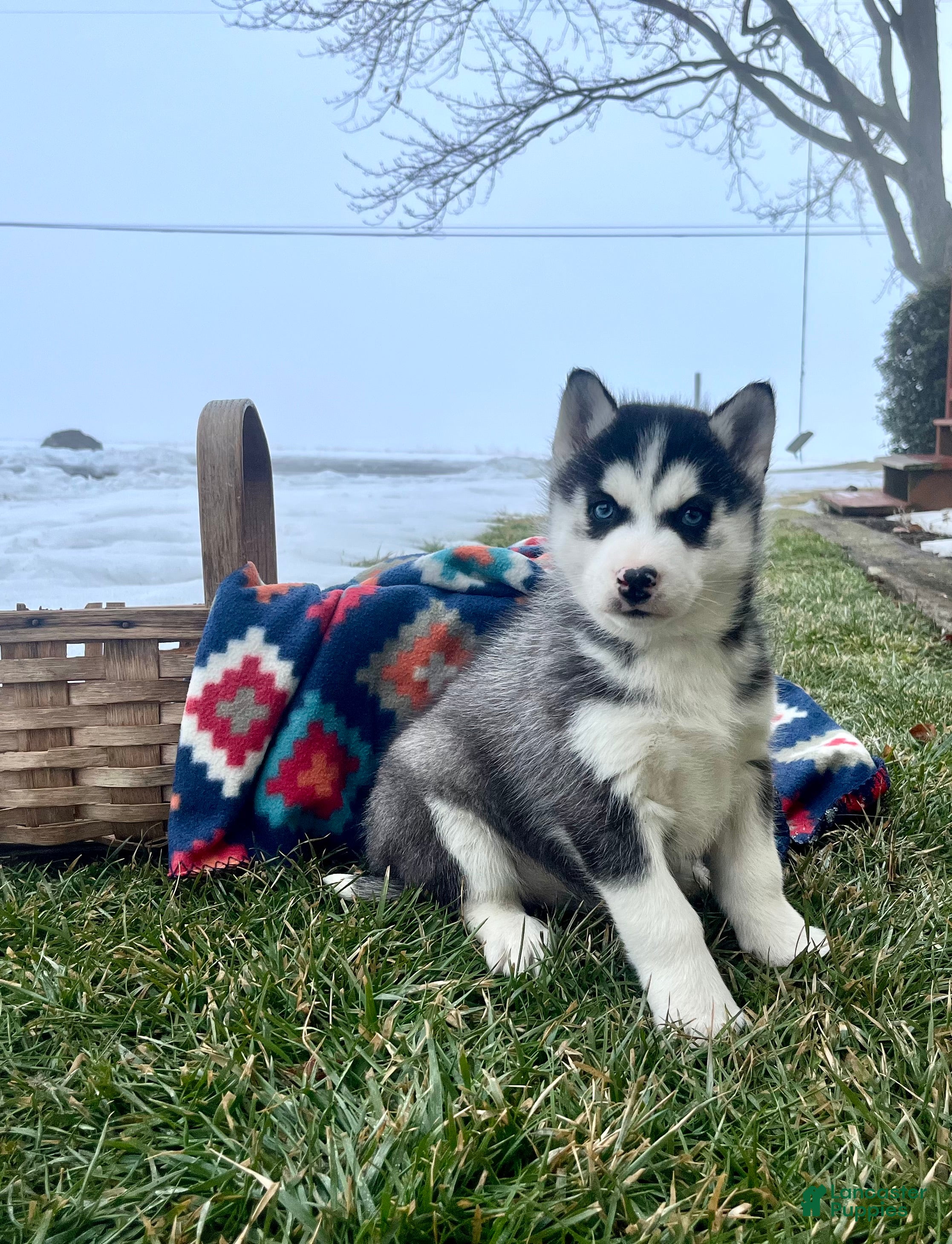 Siberian Husky dogs Alaskan❤️AKC Registered❤️Call 717-925-6681 - Ad 1