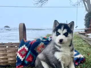 Siberian Husky dogs Alaskan❤️AKC Registered❤️Call 717-925-6681 - Ad 1