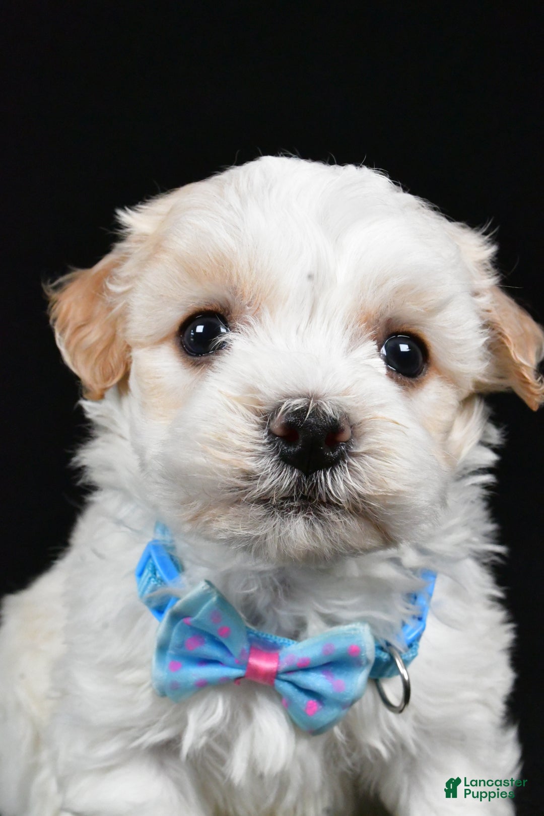 Havanese dogs for sale: Duke - Ad 10