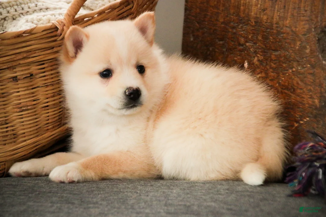 Pomsky dogs for sale: Sydney - Ad 7