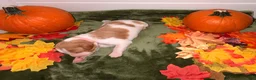 Brittany Spaniel dogs for sale: Brittany Spaniel 6 - Ad 2