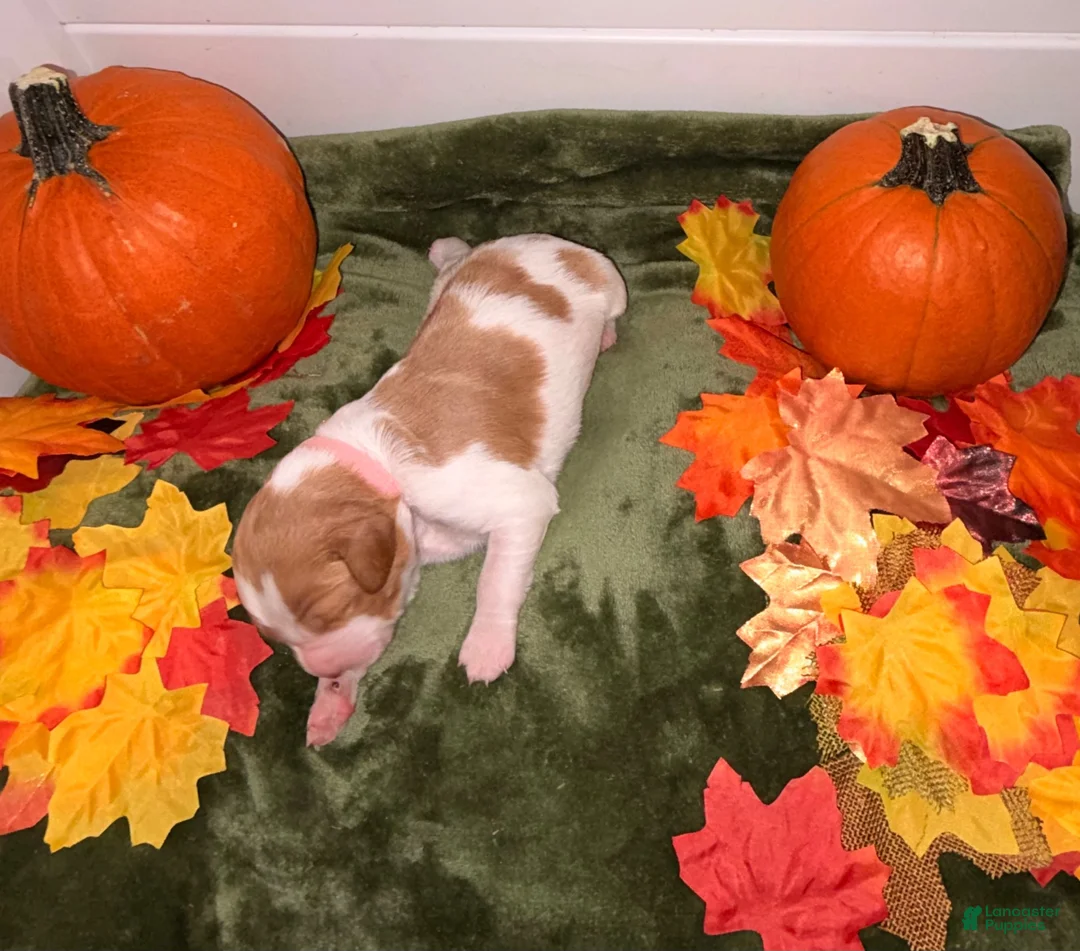 Brittany Spaniel dogs for sale: Brittany Spaniel 6 - Ad 2