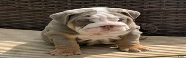 English Bulldog Puppy 5