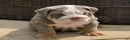 English Bulldog dogs for sale: English Bulldog Puppy 5 - Ad 1