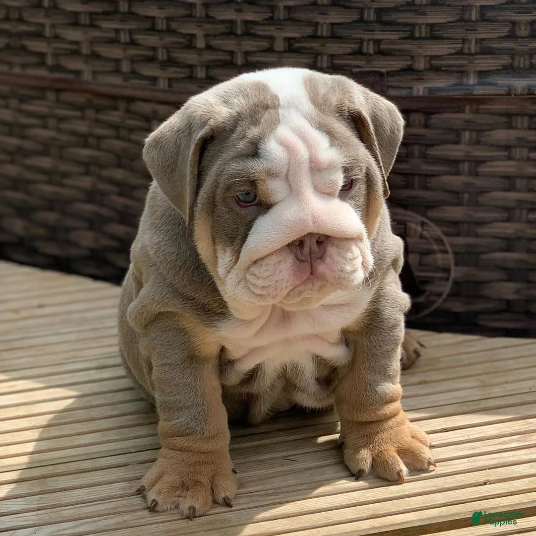English Bulldog dogs for sale: English Bulldog Puppy 5 - Ad 1