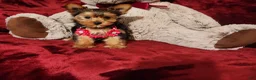 Yorkshire Terrier dogs for sale: PIPPA - Ad 6