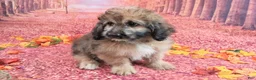 Saint Berdoodles dogs for sale: Stanley Manly - Mini Saint Berdoodle - Ad 4