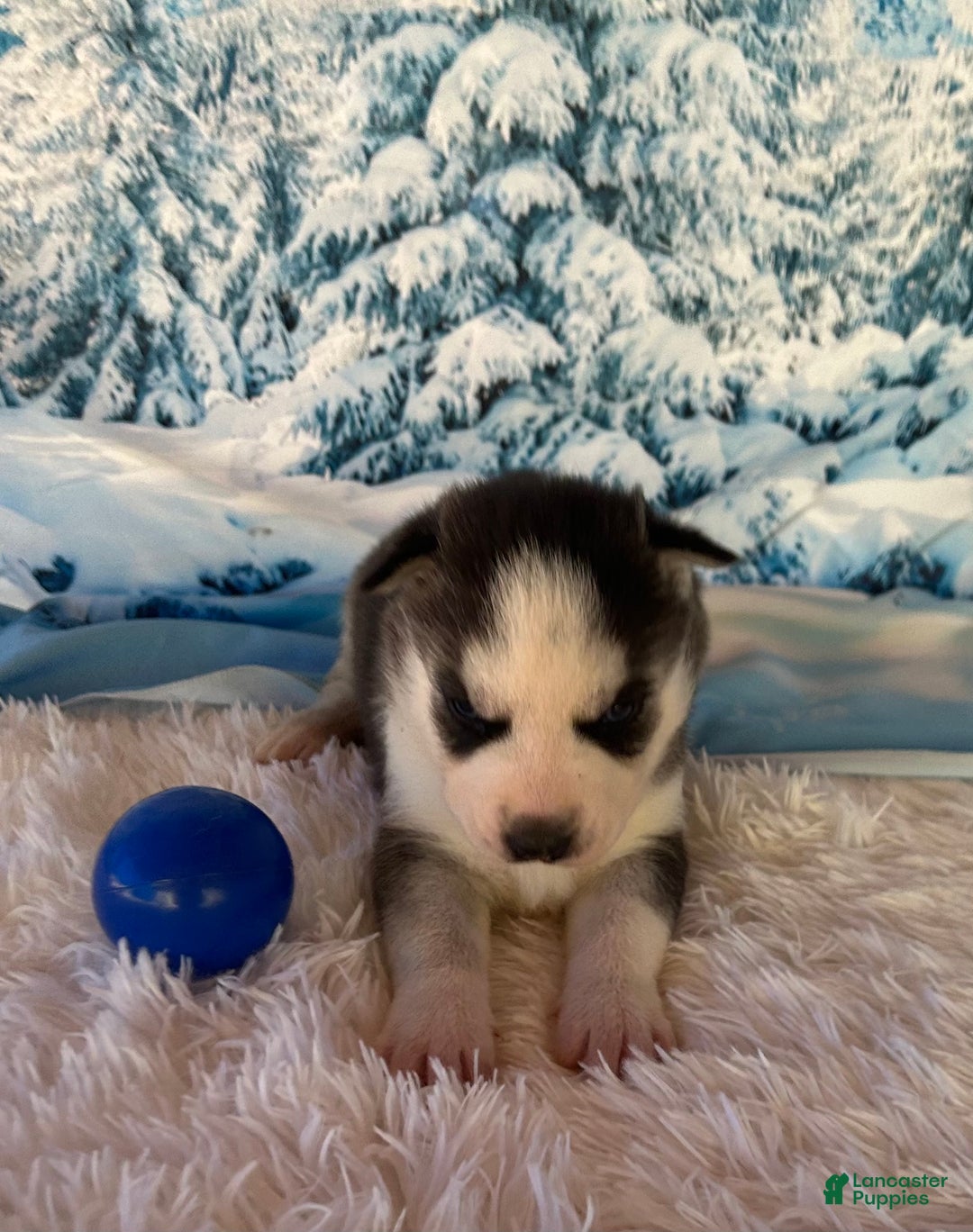 Siberian Husky dogs for sale: Zeus - Ad 4