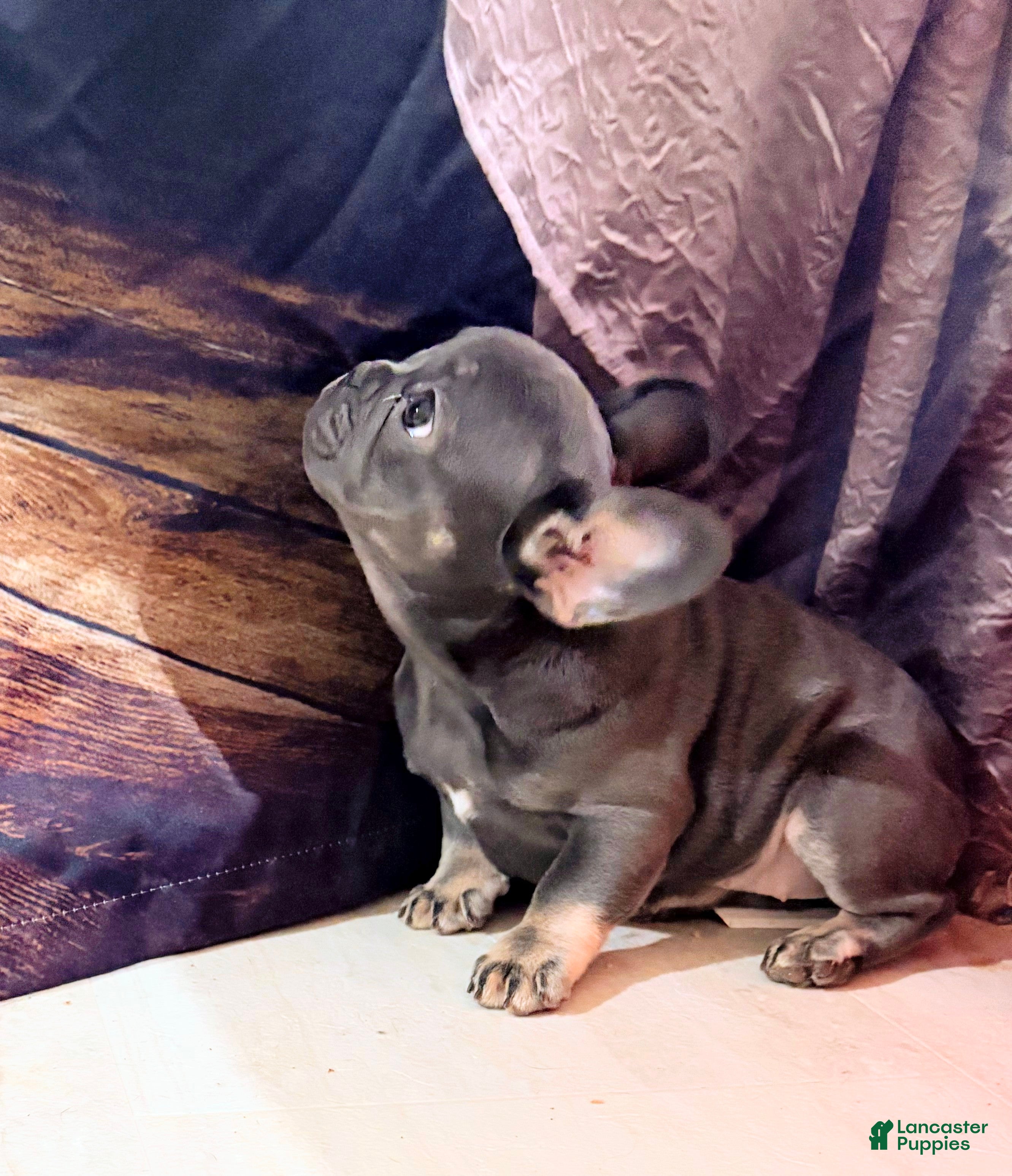 French Bulldog dogs Ocean - Ad 1