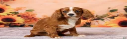 Cavalier King Charles Spaniel dogs for sale: Clyde - Ad 3