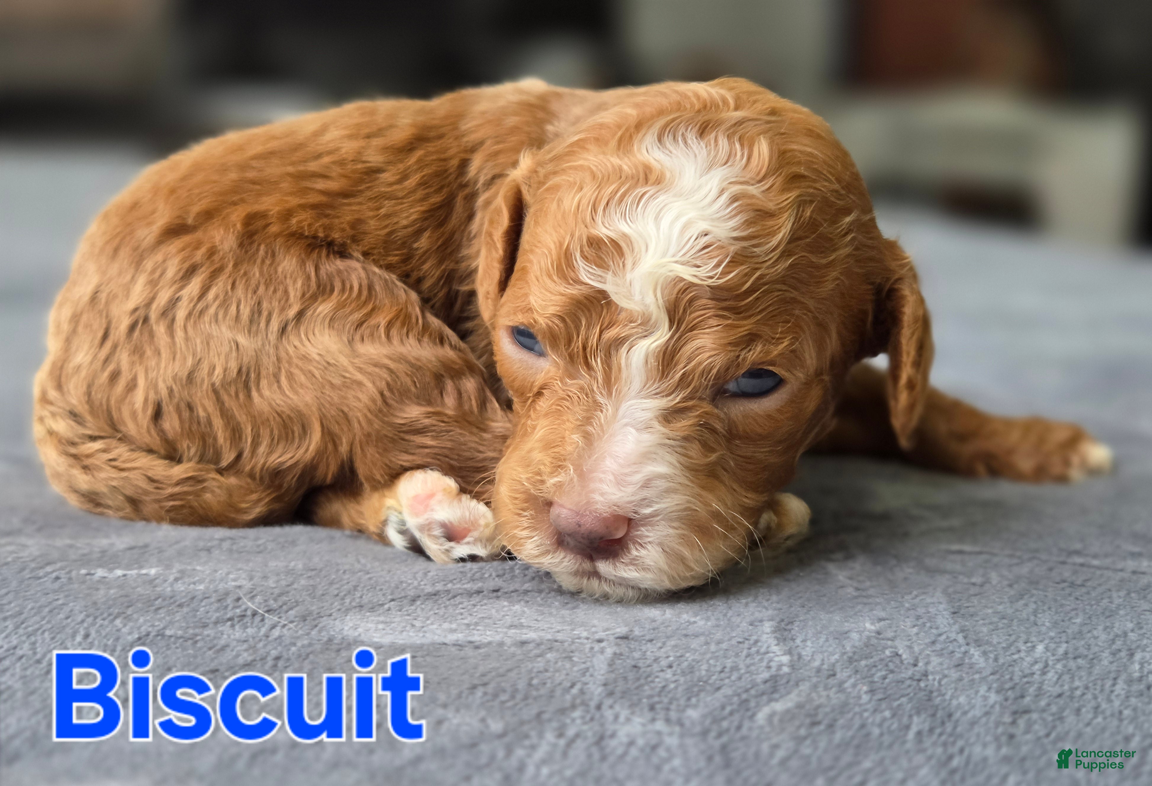 Mini Goldendoodle dogs Biscuit  - Ad 11