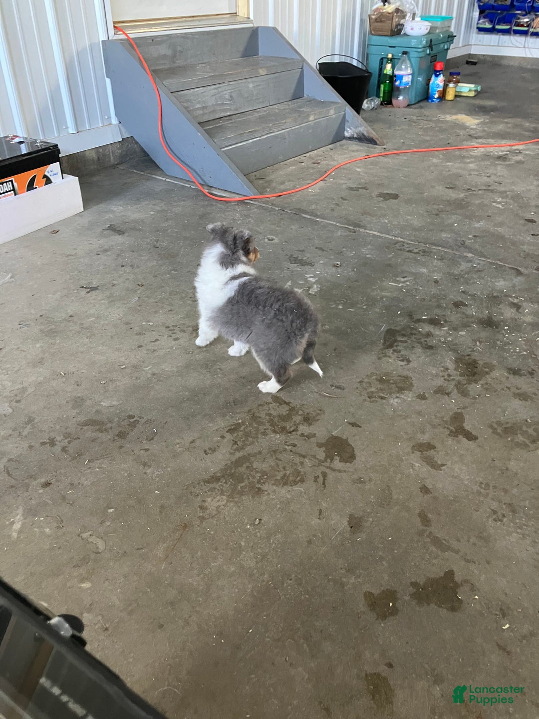 Shetland Sheepdog dogs for sale: Akc Birtha - Ad 3