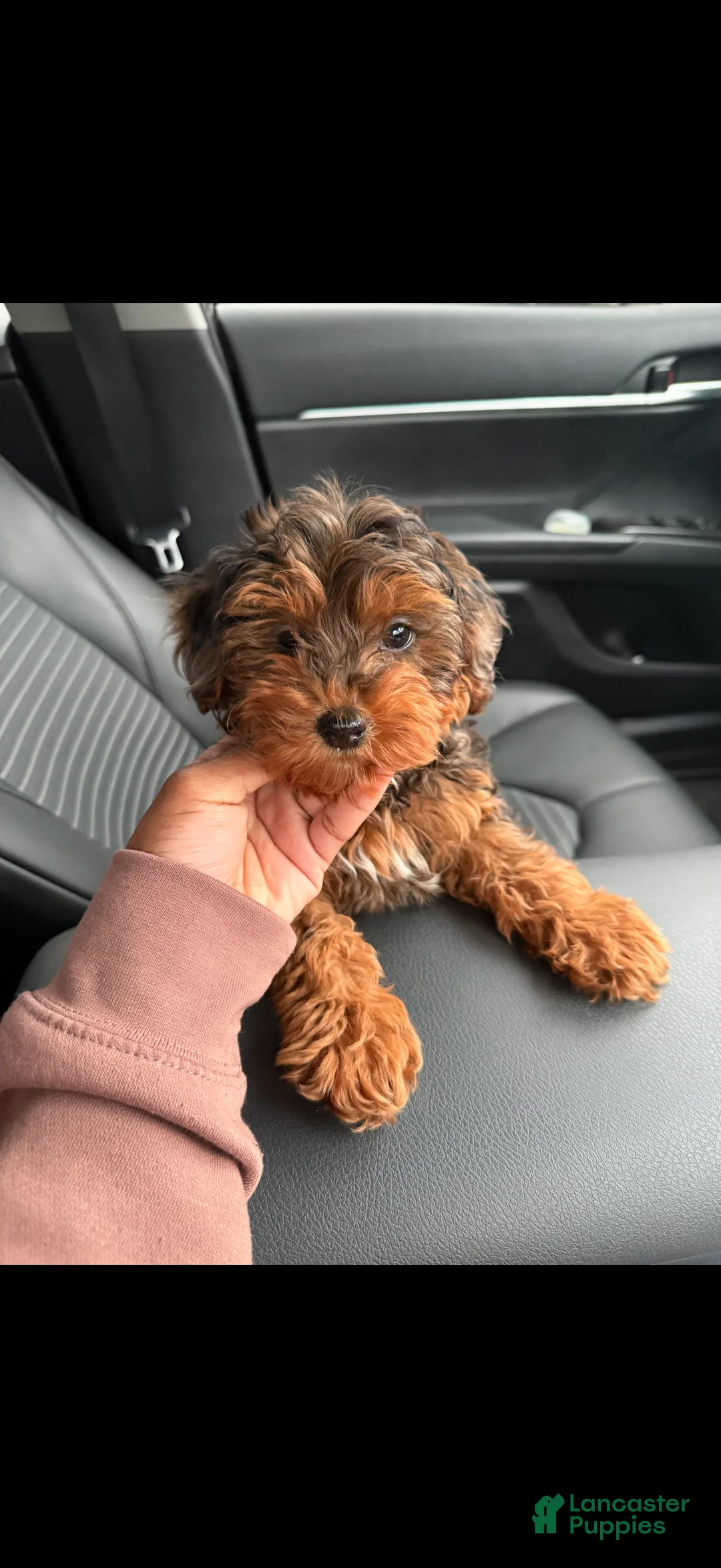 Yorkiepoo dogs for sale: Yorkiepoo Puppy 1 - Ad 5