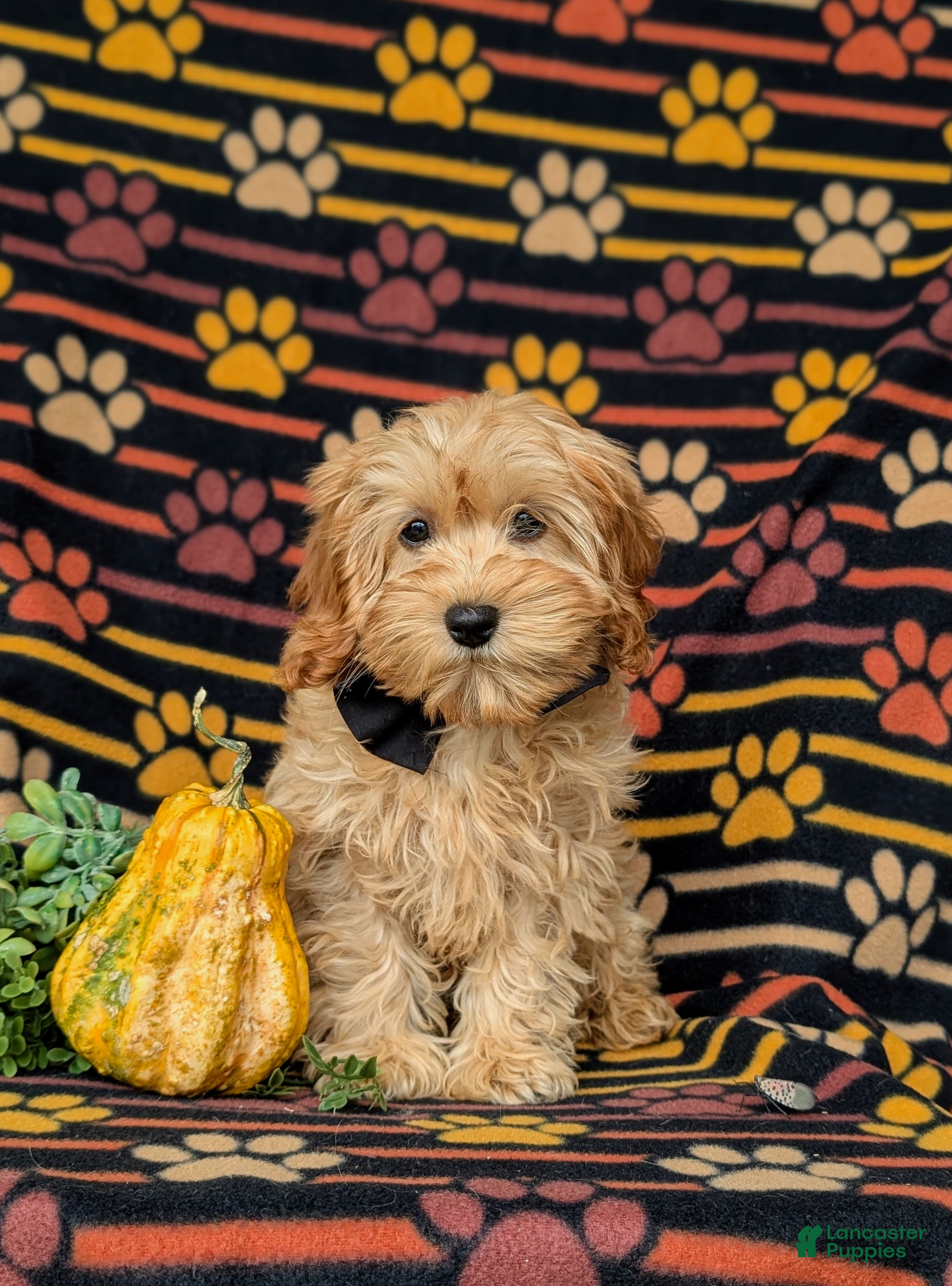 Cockapoo dogs Bryant 9 lbs Full Grown - Ad 1