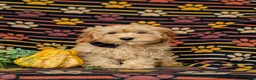Cockapoo dogs for sale: Bryant 9 lbs Full Grown - Ad 1