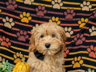 Cockapoo dogs Bryant 9 lbs Full Grown - Ad 1