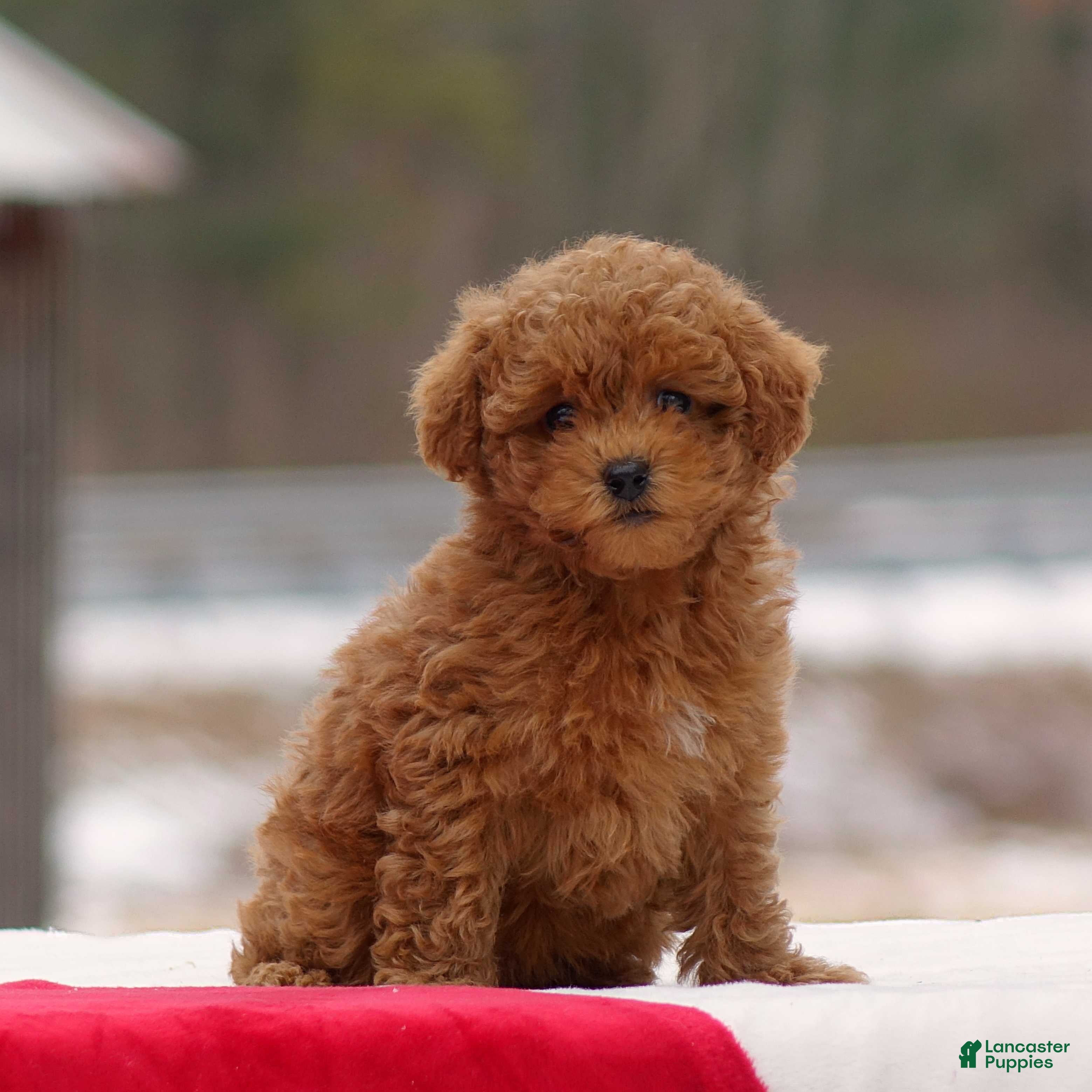 Toy Poodle dogs Danielle - Ad 30