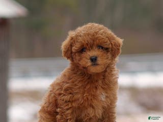 Toy Poodle dogs Danielle - Ad 22
