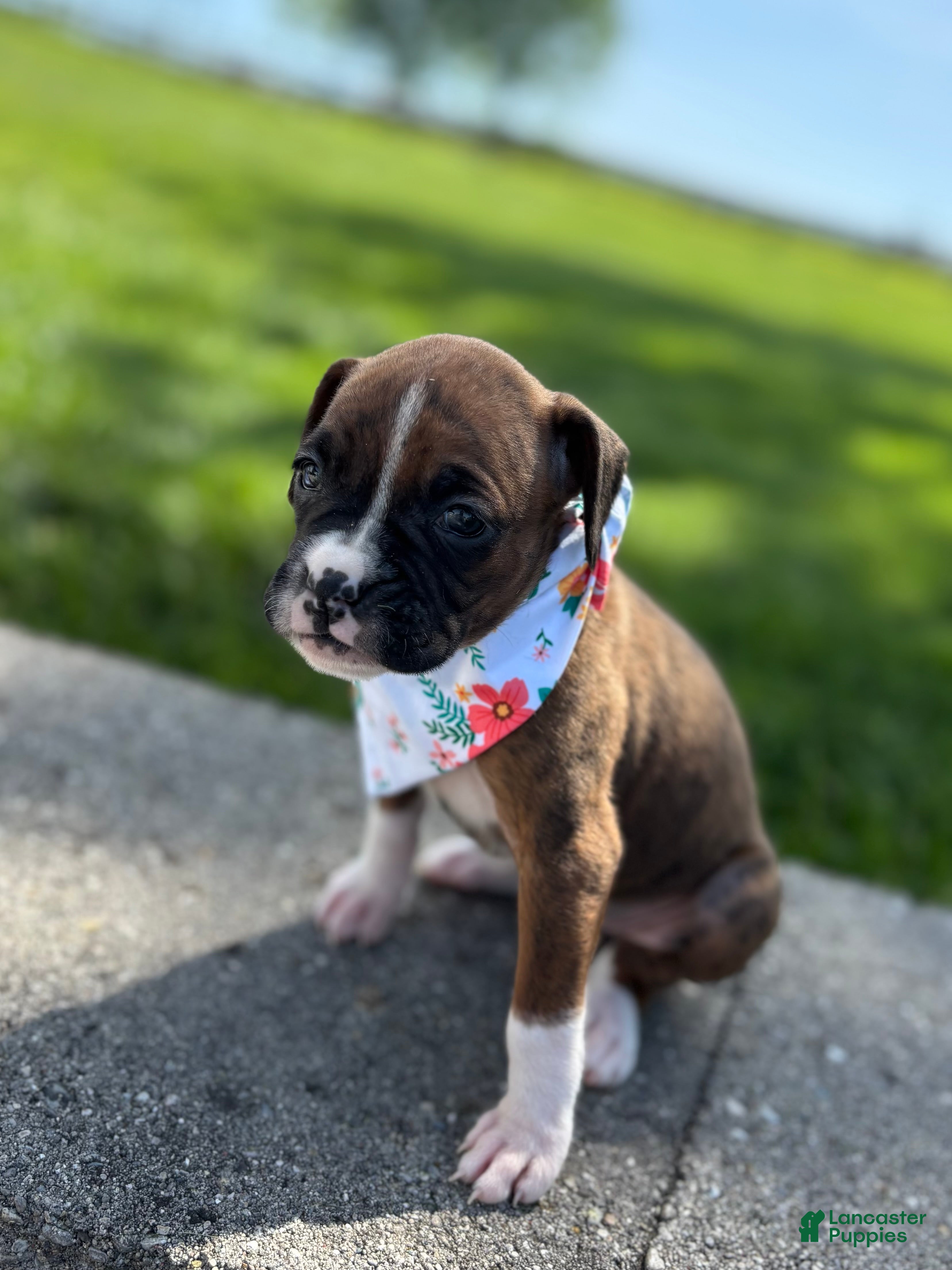 Boxer dogs Amber - Ad 2