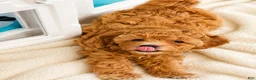 Maltipoo dogs for sale: Scamper - Ad 7