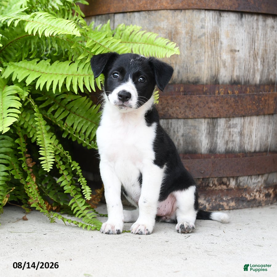 Mixed Breed dogs Julie  - Ad 1