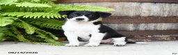 Mixed Breed dogs for sale: Julie  - Ad 1