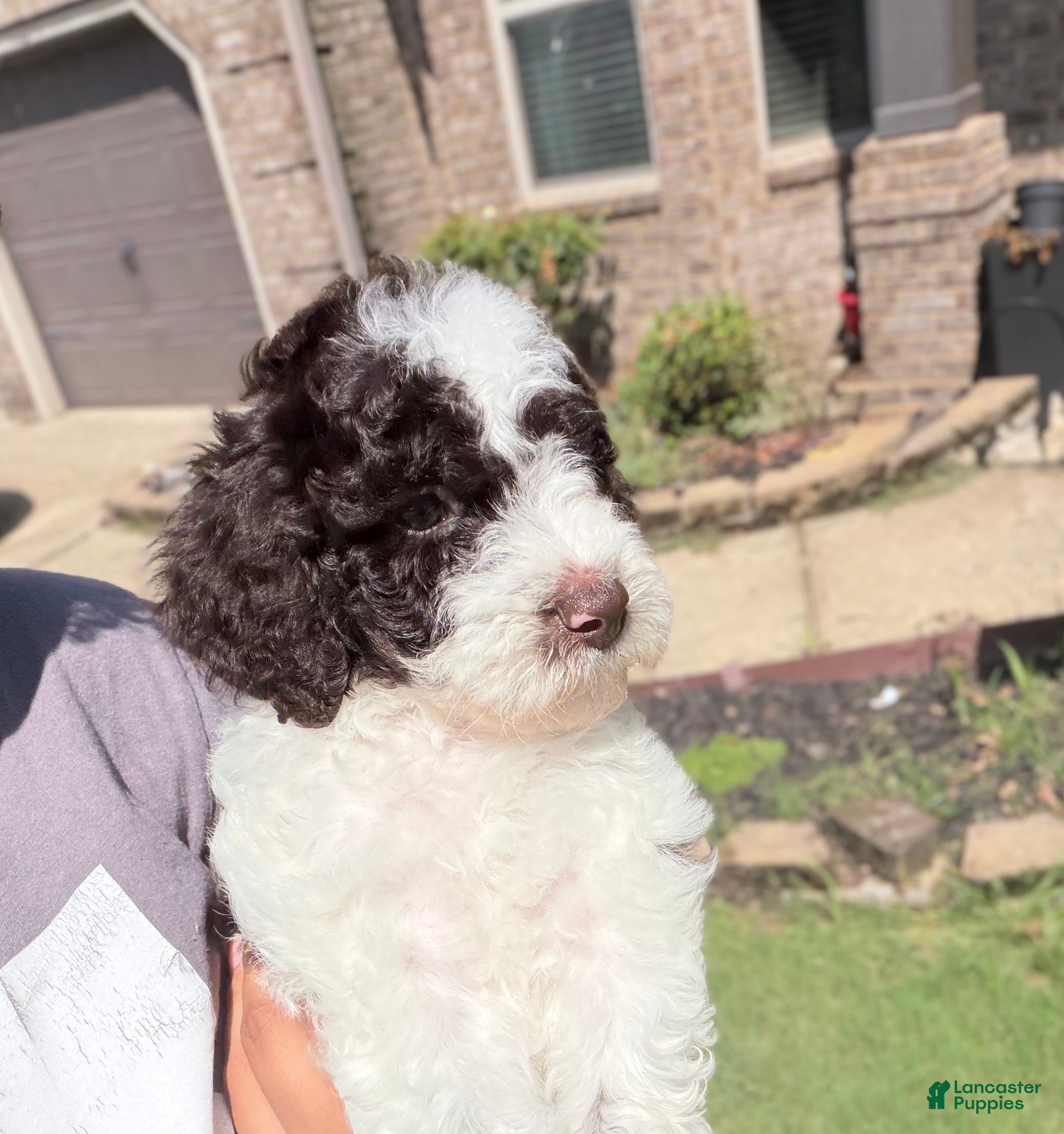 Mixed Breed dogs 🤠 Jessie - Ad 38