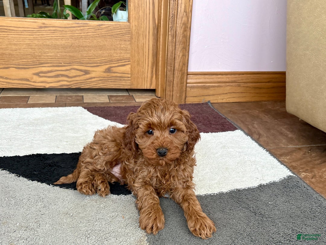 Cavapoo dogs for sale: Cavapoo F1b male Puppy 3 - Ad 8
