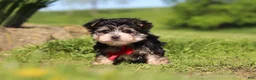 Morkie dogs for sale: Bennet - Ad 3