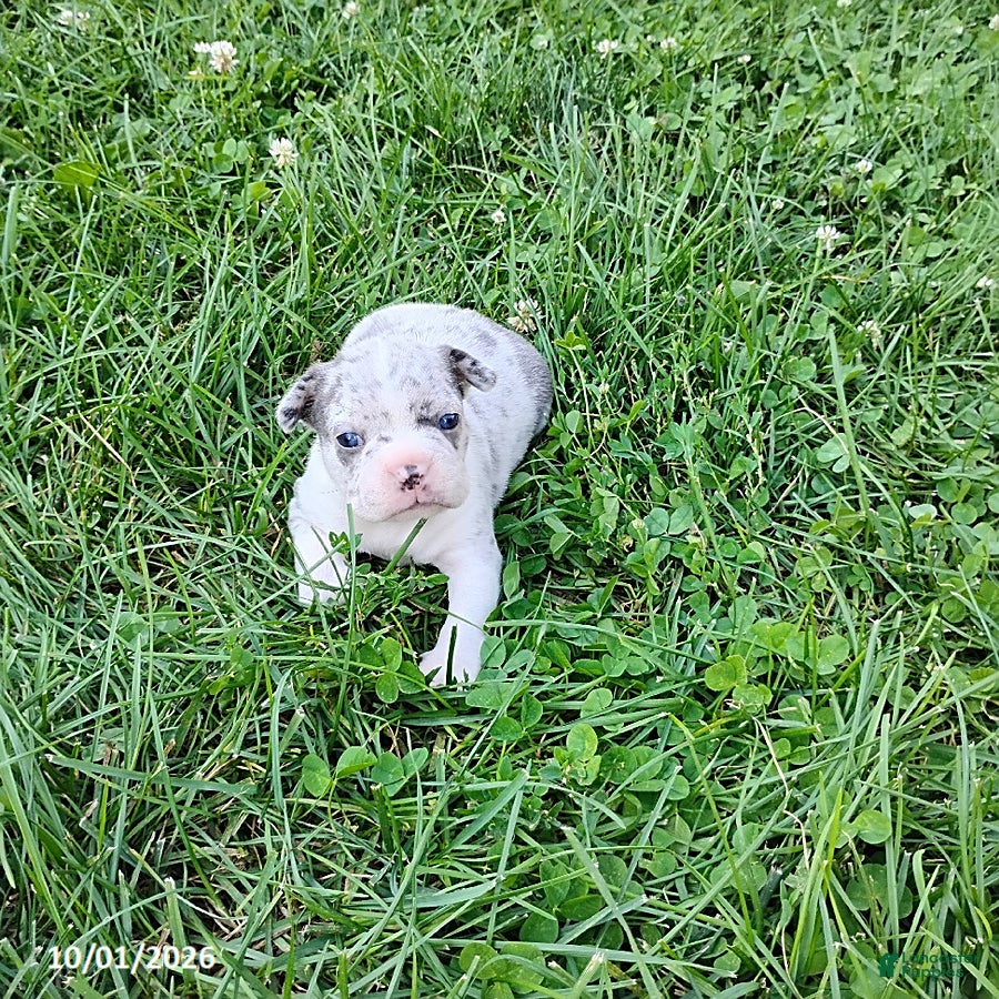 Boston Terrier dogs Regina - Ad 1