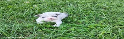 Boston Terrier dogs for sale: Regina - Ad 1