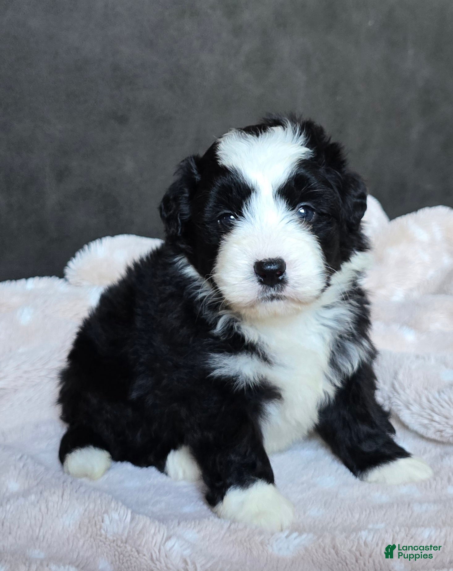 Mini Bernedoodle dogs Mini Wade - Ad 2