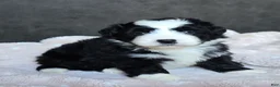 Mini Bernedoodle dogs for sale: Mini Wade - Ad 2