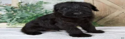 Giant Schnauzer dogs for sale: Kyle - Ad 5